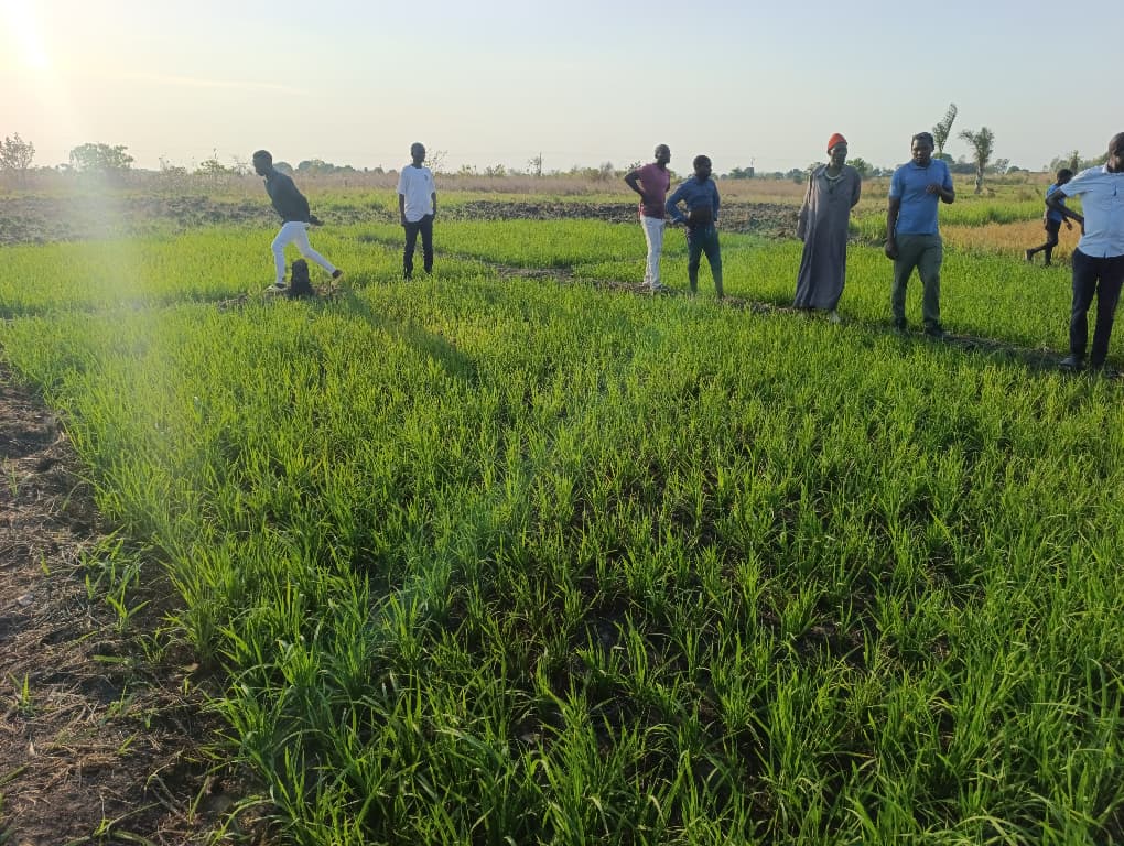 An Nur project photo